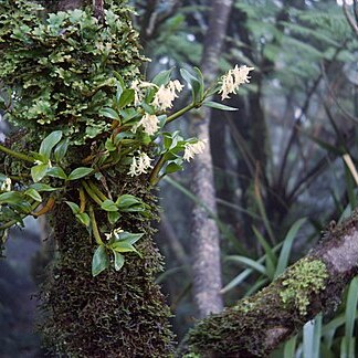 Dendrobium moorei unspecified picture