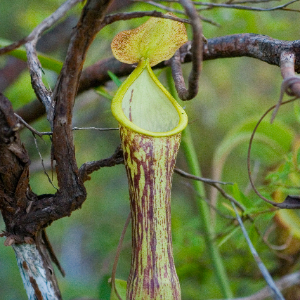 Nepenthes mindanaoensis unspecified picture