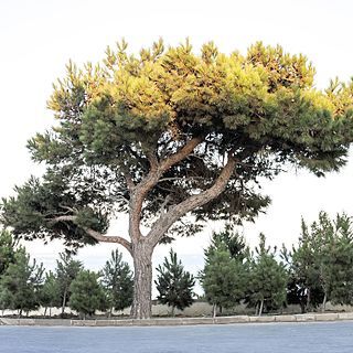 Pinus brutia var. eldarica unspecified picture