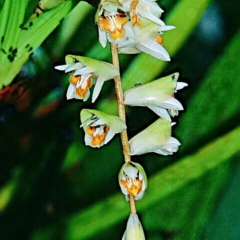 Coelogyne moultonii unspecified picture