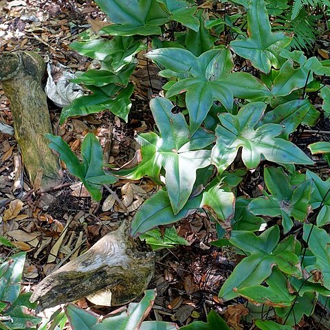 Dryopteris ludens unspecified picture