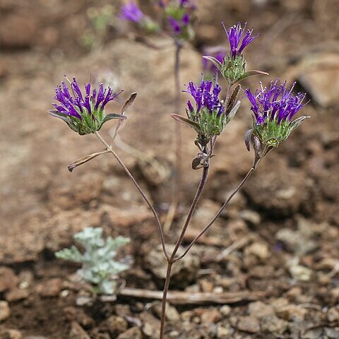 Monardella douglasii unspecified picture