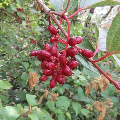 Viburnum erubescens unspecified picture