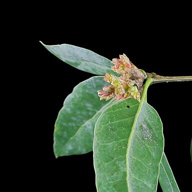 Quercus parvula unspecified picture