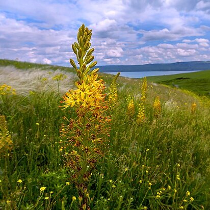 Eremurus spectabilis unspecified picture