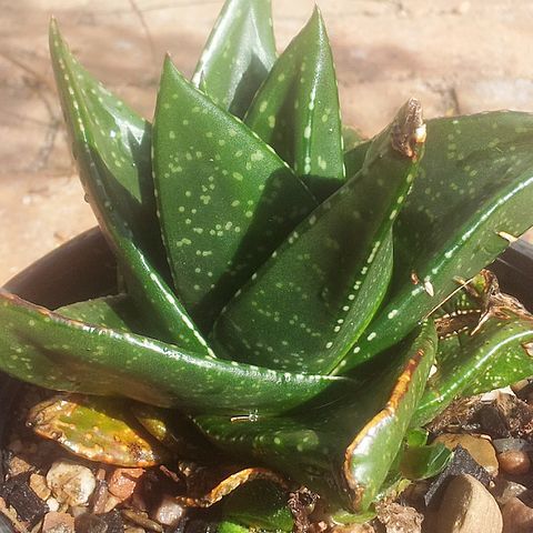 Gasteria nitida var. nitida unspecified picture