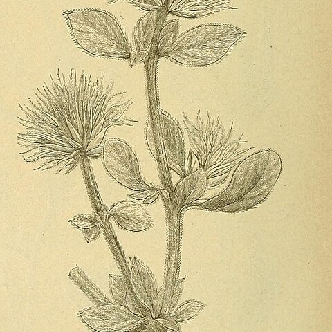 Leucosphaera bainesii unspecified picture