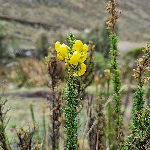 Calceolaria linearis unspecified picture