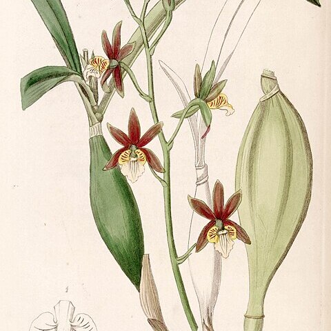 Prosthechea pterocarpa unspecified picture