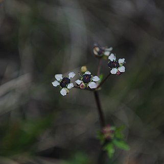 Diposis saniculifolia unspecified picture