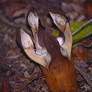 Hydnora esculenta unspecified picture