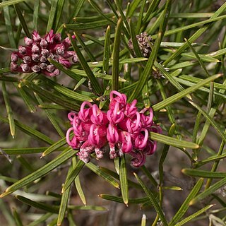 Grevillea confertifolia unspecified picture