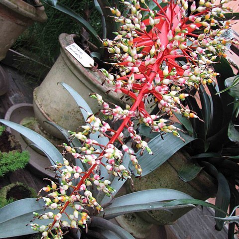 Aechmea servitensis unspecified picture