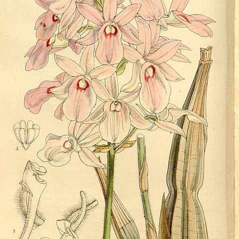 Calanthe rosea unspecified picture