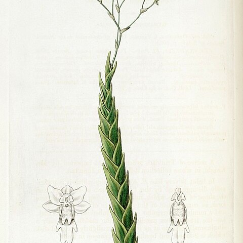 Lockhartia acuta unspecified picture