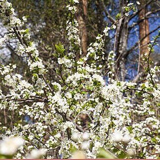 Prunus ussuriensis unspecified picture