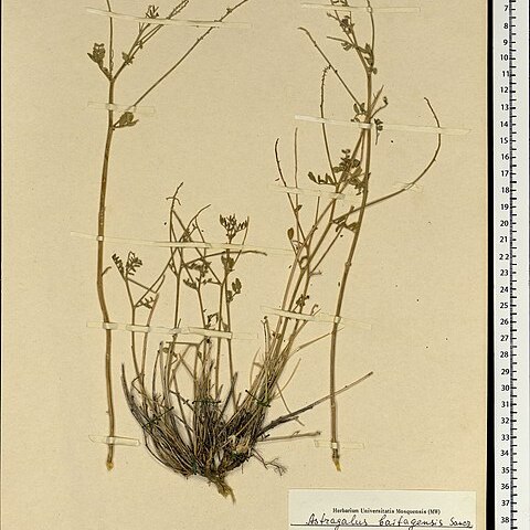 Astragalus baitagensis unspecified picture