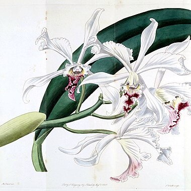 Cattleya crispa unspecified picture