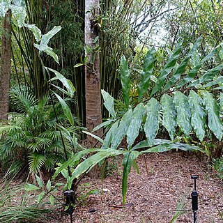 Wallichia oblongifolia unspecified picture