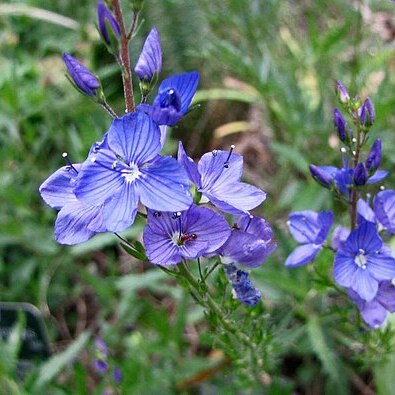 Veronica orientalis unspecified picture