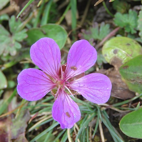 Geranium donianum unspecified picture