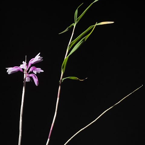 Dendrobium ramosii unspecified picture