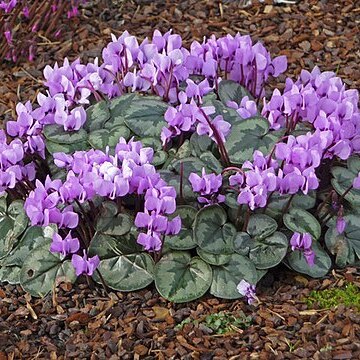 Cyclamen cilicium unspecified picture