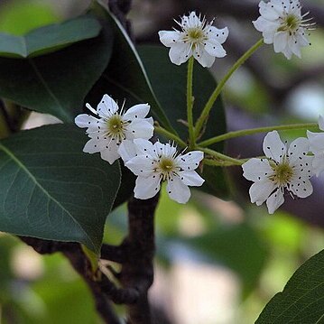 Pyrus lindleyi unspecified picture