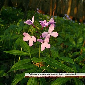 Cardamine quinquefolia unspecified picture