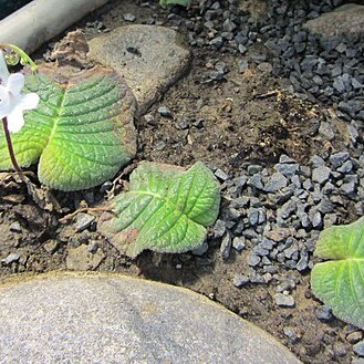 Streptocarpus prolixus unspecified picture