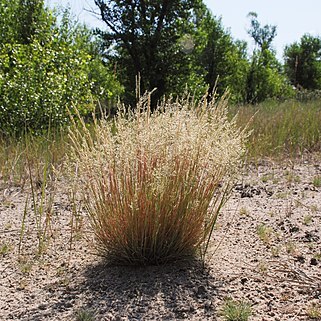 Festuca beckeri unspecified picture