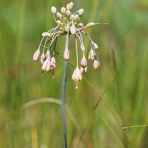 Allium podolicum unspecified picture