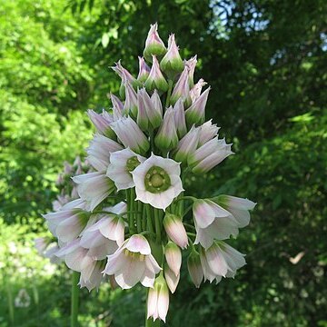 Allium tripedale unspecified picture