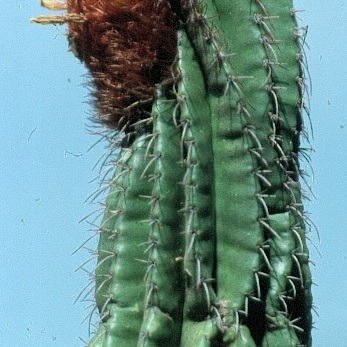 Coleocephalocereus pluricostatus unspecified picture