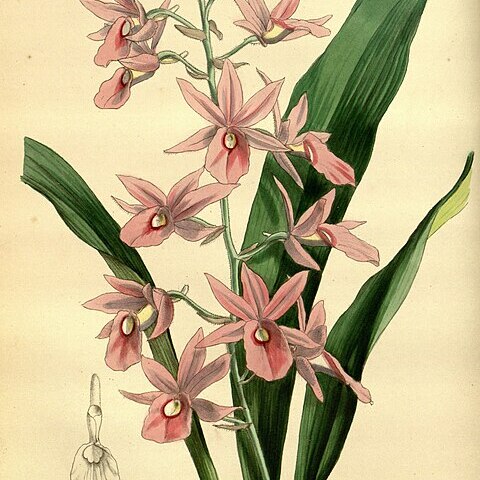 Calanthe rosea unspecified picture