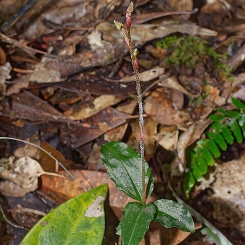 Zeuxine agyokuana unspecified picture