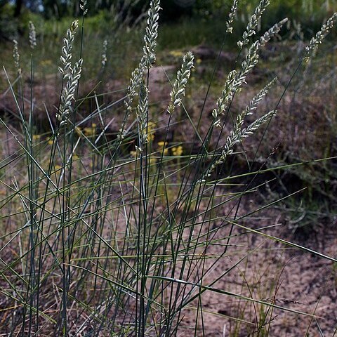 Agropyron tanaiticum unspecified picture