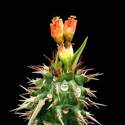 Euphorbia viguieri unspecified picture