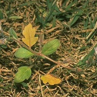 Phacelia insularis unspecified picture