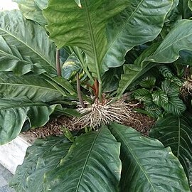 Anthurium plowmanii unspecified picture