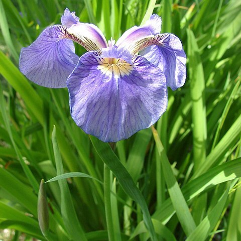 Iris setosa var. setosa unspecified picture