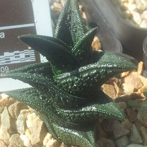 Haworthiopsis nigra unspecified picture