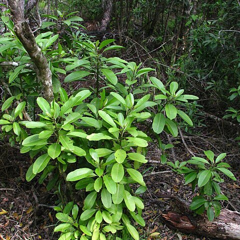 Charpentiera ovata unspecified picture