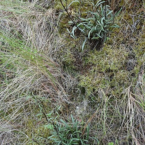 Gentianella calcis unspecified picture