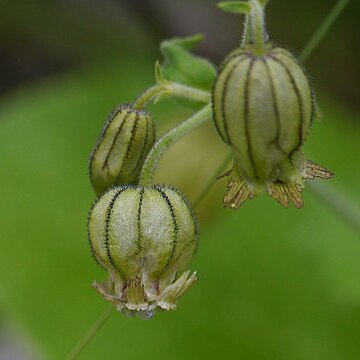 Silene indica unspecified picture