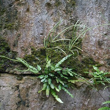 Pteris ryukyuensis unspecified picture