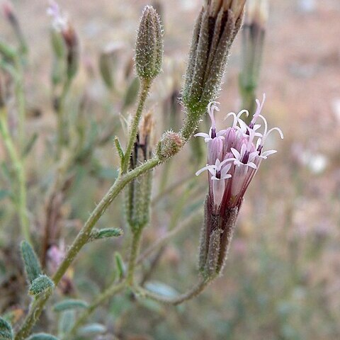 Palafoxia unspecified picture