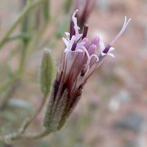 Palafoxia arida unspecified picture