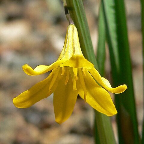 Triteleia crocea unspecified picture