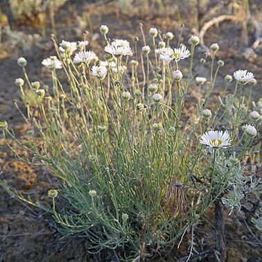 Erigeron filifolius unspecified picture